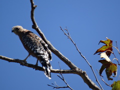 Buteo lineatus elegans