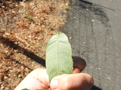 Stigmella longisacca