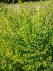 Lespedeza cuneata