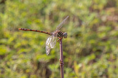 Aphylla angustifolia