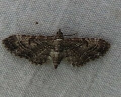 Eupithecia graefii