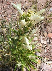 Mentzelia decapetala