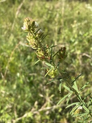 Lespedeza angustifolia