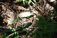 Pantherophis alleghaniensis
