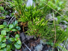 Juniperus horizontalis