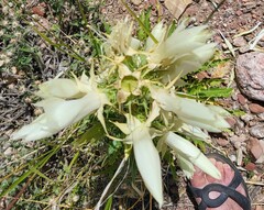 Mentzelia decapetala