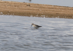 Calidris ferruginea