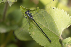 Austroargiolestes icteromelas