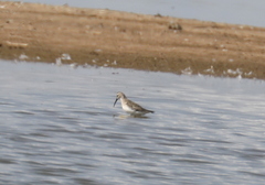 Calidris ferruginea