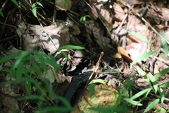 Pantherophis alleghaniensis