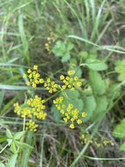 Pastinaca