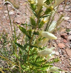 Mentzelia decapetala