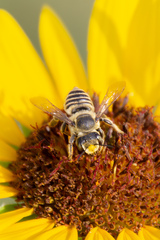 Megachile parallela