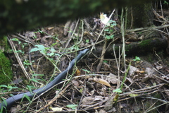 Pantherophis alleghaniensis