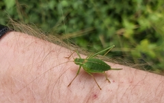 Leptophyes punctatissima