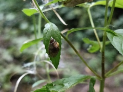 Succineidae