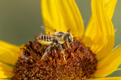 Megachile parallela
