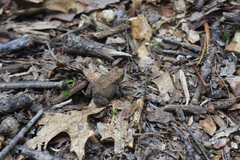 Anaxyrus americanus