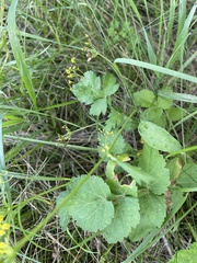Pastinaca