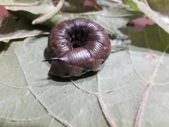 Agrius convolvuli