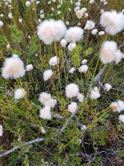 Eriophorum virginicum