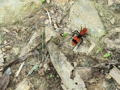 Dasymutilla occidentalis