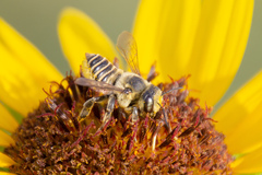 Megachile parallela