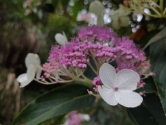 Hydrangea aspera