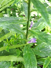 Lobelia siphilitica