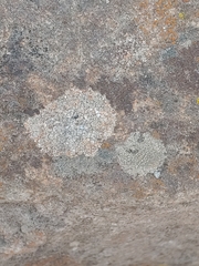 Protoparmeliopsis muralis