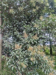 Ligustrum lucidum