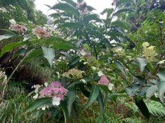 Hydrangea aspera