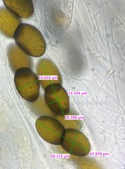 Delitschia chodocola