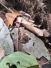 Rhinella alata