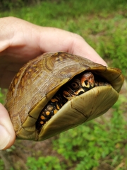 Terrapene carolina triunguis