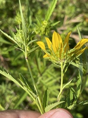 Bidens polylepis