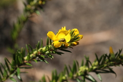 Diphucephala