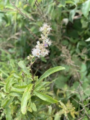 Spiraea