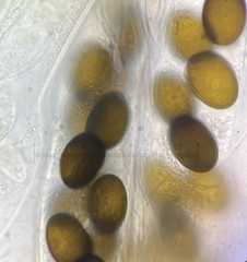 Delitschia chodocola