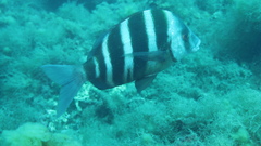Diplodus cervinus