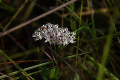 Asclepias perennis