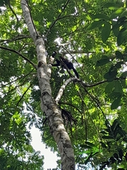 Alouatta palliata