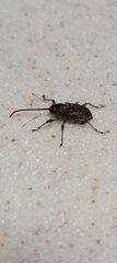 Curculio caryae