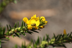Diphucephala