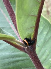 Labidomera clivicollis