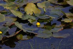 Nuphar advena
