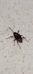 Curculio caryae