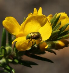 Diphucephala