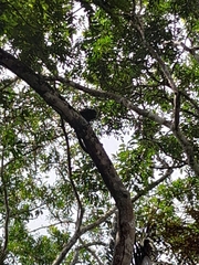Alouatta palliata