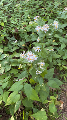 Eurybia divaricata